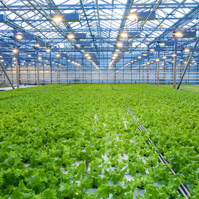 Landwirtschaftliche multi Spannen-Wasserkulturfaser-Glas-Gewächshaus für die Gemüse-Zucht