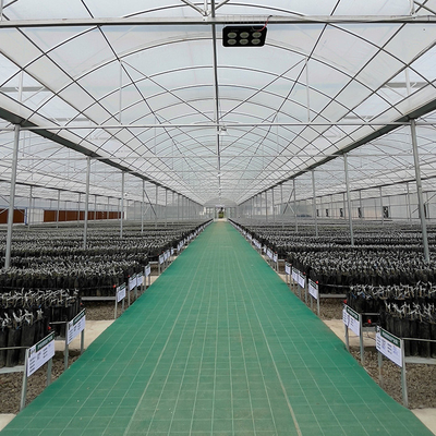 Landwirtschaftlicher hoher Tunnel-Gossen-Luftumwälzungs-Tunnel, der 8m multi Spannen-Gewächshaus wächst