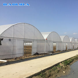 Großes Stahlrahmen-multi Spannen-Gewächshaus für das Tomaten-Gemüsepflanzen