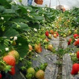 Vorfabrizierte Tomaten legen Plastikgewächshaus/Film-multi Spannen-Gewächshaus einen Tunnel an