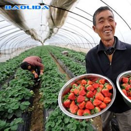 Landwirtschafts-einzelne Spannen-heißes Bad galvanisierte Rohr-Tunnel-Plastikgewächshaus für Erdbeere