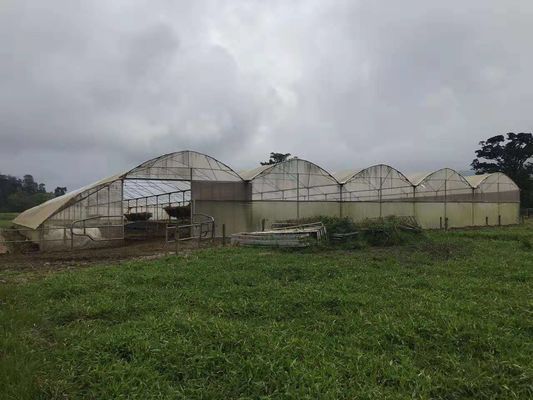 Geflügelfarm benutztes landwirtschaftliches warmes Plastikgewächshaus vor dem Regnen sich schützen