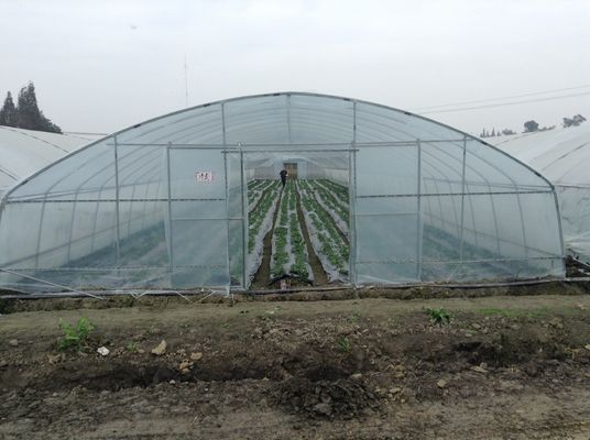 Einzelne Spannen-Plastiktunnel-Gewächshaus-Polyäthylen-Film-Gewächshaus für die Gemüse-Landwirtschaft
