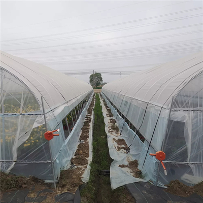 Landwirtschaftliche Tomaten-einlagiges Gewächshaus mit dem 80 Mikrometer-Film