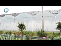 0.2mm film Standard Multi Span Greenhouse for Vegetable Fruits Flowers