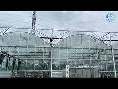 Automatisches Multispan Glasgewächshaus Hydroponik-Tomaten-Gurken-Blume Venlo