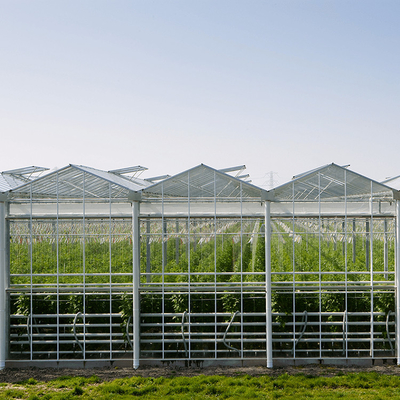 Gemüsehydroponik Venlo milderte Glasgewächshaus Multispan für Tomatenanbau