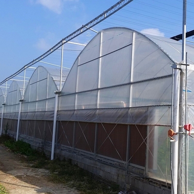 Großes Plastikfilm Agroculture transparentes 200 Mikrometer-multi Spannen-Gewächshaus Coverd