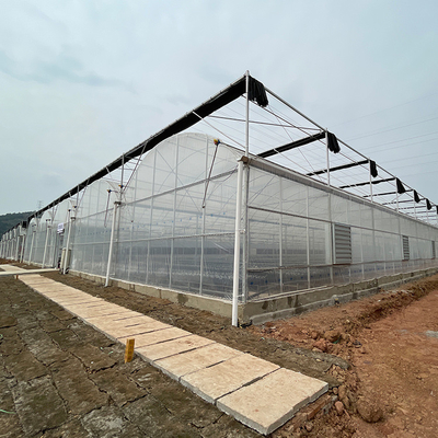 Gemüse legt kommerzielles großes Multispan-Plastikgewächshaus einen Tunnel an