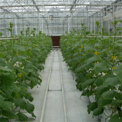 Hydroponik-Tomaten-Gurken-Blumen-Film-Bogen automatisches Glasgewächshaus Multispan