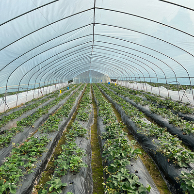 Gemüse-Zucht-einzelne Spannen-Gewächshaus-Landwirtschafts-hoher Tunnel für Sämlinge