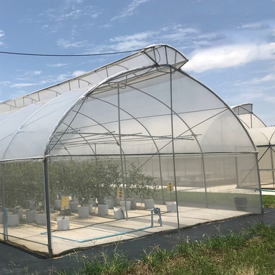 Spitzenentlüftungs-automatischer multi Tunnel-Regenschirm-einzelnes Spannen-Gewächshaus für das Tomaten-Pflanzen