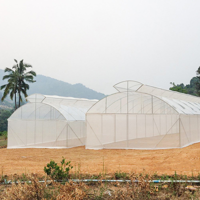 Spitzenentlüftungs-automatischer multi Tunnel-Regenschirm-einzelnes Spannen-Gewächshaus für das Tomaten-Pflanzen