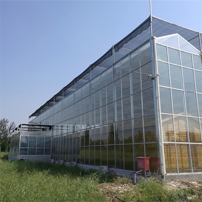 Glasgewächshaus multi Spanne Venlo mit dem Saatbeet Wasserkultur für Tomaten-Erdbeere