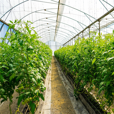 Tomaten-Pflanzenwachstums-Tunnel-Plastikgewächshaus-Film-Bedeckung UV-BEHANDELT