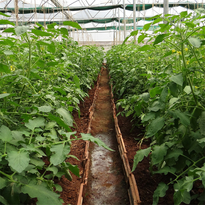 Polytunnel-einlagige geschützte Polyäthylen-grüne UVplastikhäuser für die Landwirtschaft
