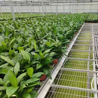 Gemüse-Ebbe und Flut-Tray Seeding Bed Greenhouse Rollings-Bänke