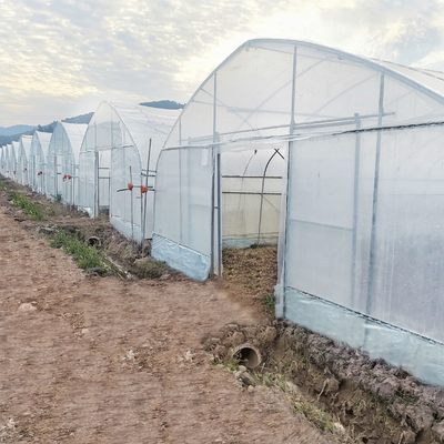 Wasserkultursystem-Stahlrahmen-Bogen-Plastikfilm-Polytunnel-Gewächshaus für Tomate