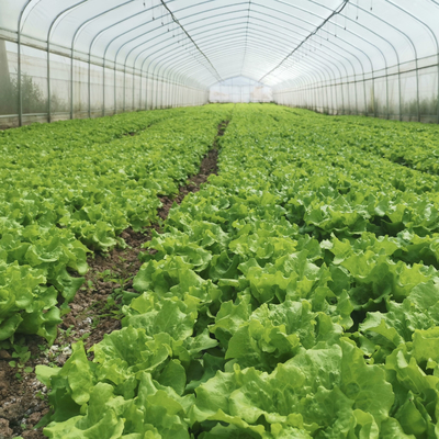 Wasserkultursystem-Stahlrahmen-Bogen-Plastikfilm-Polytunnel-Gewächshaus für Tomate