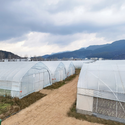Einzel-Spannengewächshäuser Landwirtschafts-grünes Haus zu verkaufen des Bewässerungssystems produktive