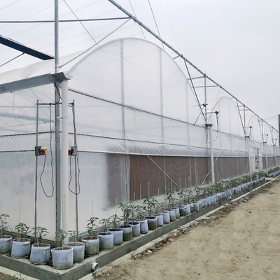 Gewächshaus des Tomaten-Handelswasserkultursystem-Multispan mit Klimaregelungs-Systemen