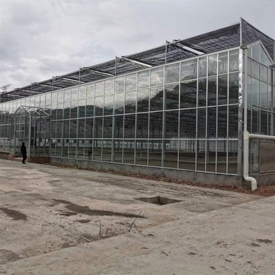 Komplettes Gemüse-Zuchtc$multi-spanne Gewächshaus-Fiberglas-landwirtschaftliches Glasgewächshaus