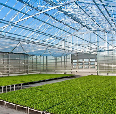 Polykarbonat-Hohlplattenglas Industrie-Außen-Multispan-Glas Professionelles holländisches Gewächshaus für Blumenpflanzung