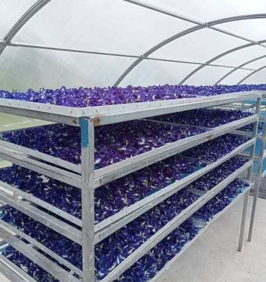 Dauerhafte UV-geschützte Gewächshäuser zur Sonnentrocknung von Fischkräutern mit stabiler Struktur für die Trocknung von Pflanzen und Lebensmitteln