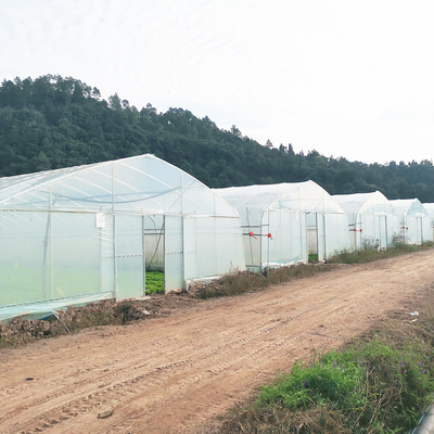 Einlagige warme Plastikfolie Gewächshaus Malaysia Tomatenblüten Gewächshaus für die Landwirtschaft