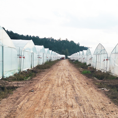 Einlagige warme Plastikfolie Gewächshaus Malaysia Tomatenblüten Gewächshaus für die Landwirtschaft