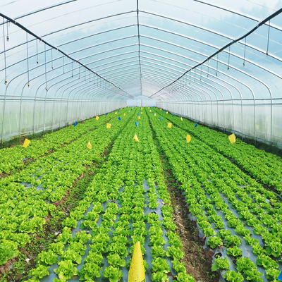 Einlagige warme Plastikfolie Gewächshaus Malaysia Tomatenblüten Gewächshaus für die Landwirtschaft