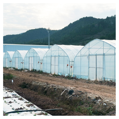 Einlagige warme Plastikfolie Gewächshaus Malaysia Tomatenblüten Gewächshaus für die Landwirtschaft
