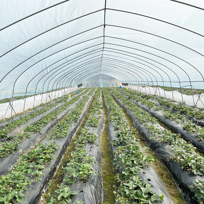 Warmverkauf Poly Tunnel Erdbeer Gewächshaus Landwirtschaftliches Einfach-Span Gewächshaus für Erdbeer Anbau