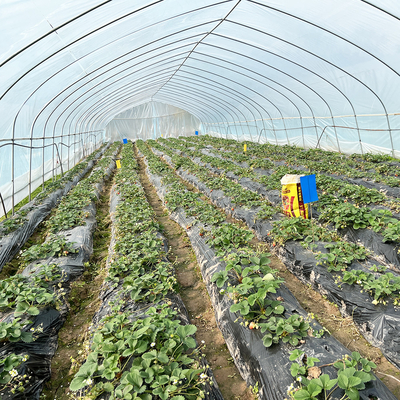 Warmverkauf Poly Tunnel Erdbeer Gewächshaus Landwirtschaftliches Einfach-Span Gewächshaus für Erdbeer Anbau