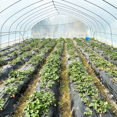 Warmverkauf Poly Tunnel Erdbeer Gewächshaus Landwirtschaftliches Einfach-Span Gewächshaus für Erdbeer Anbau