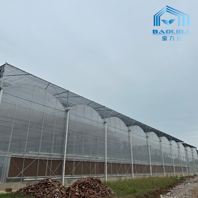 Intelligentes Verzinktes Rohr Stahlrohr Tomaten Plastikfilm Bogen Gewächshaus Landwirtschaftliches Mehrspanngewächshaus zum Verkauf