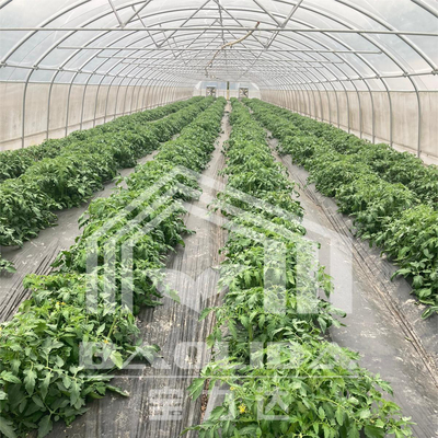 6x15m Tunnel Gewächshaus für Blumen- und Gemüseanbauprojekte