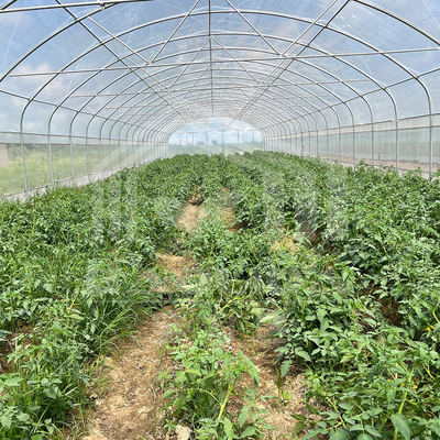 6x15m Tunnel Gewächshaus für Blumen- und Gemüseanbauprojekte