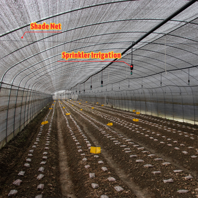 Professionelles Gewächshaus für Fruchtpilz-Tunnel mit Film- und Schattennetzabdeckungsmaterial