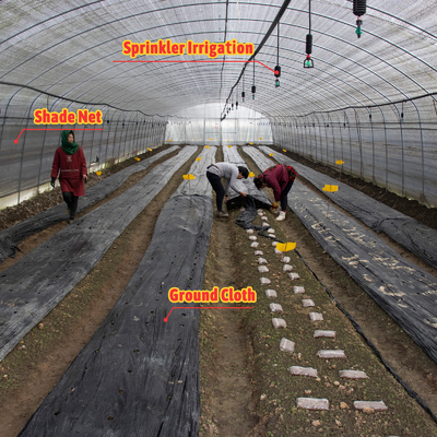BAOLIDA Wirtschaftliche Landwirtschaftliche Schwarzschattennetz Tunnelfilm Gewächshaus für Pilze