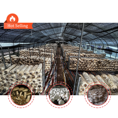 Seitenhöhe 1,2-1,8 m und Bogenraum 1-1,5 m Pilz Poly Tunnel Gewächshaus UV-geschützt