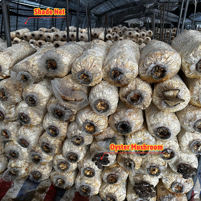 Seitenhöhe 1,2-1,8 m und Bogenraum 1-1,5 m Pilz Poly Tunnel Gewächshaus UV-geschützt