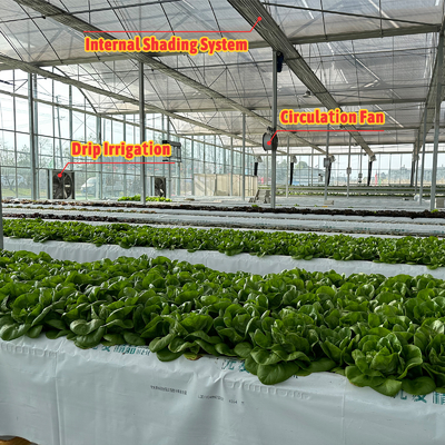 Gemüseproduktion Agrarsaatgut Erdbeere Gewächshäuser Mehrkanal