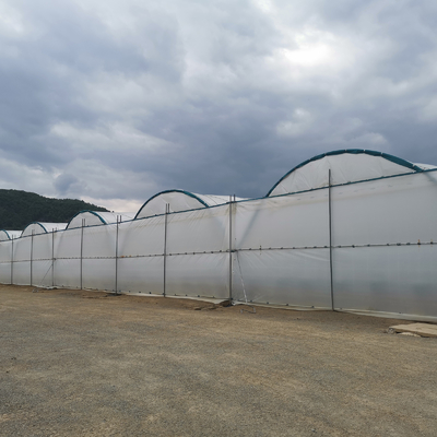 BAOLIDA Multi-Span Greenhouse 10-70m Length for Berry Cultivation