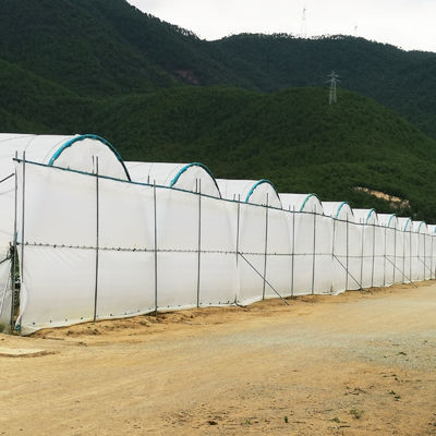 Multi-Span Rain Shelter Greenhouse with PE Film Covering Hot Galvanized Steel Frame and Easily Assembled Design