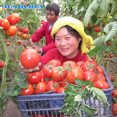 Tropfende Plastikfilm-Gewächshaus 10m-Antibreite für das Tomaten-Pflanzen