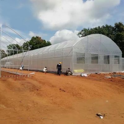 Landwirtschaftliche kommerzielle industrielle 12m Breite Anti-UVpet Plastikfilm-Gewächshaus für Ernten