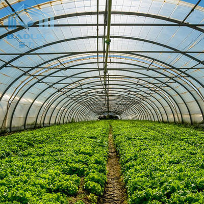 Landwirtschaft Gewächshauspflanzung Gemüse Früchte Einfachgewächshäuser