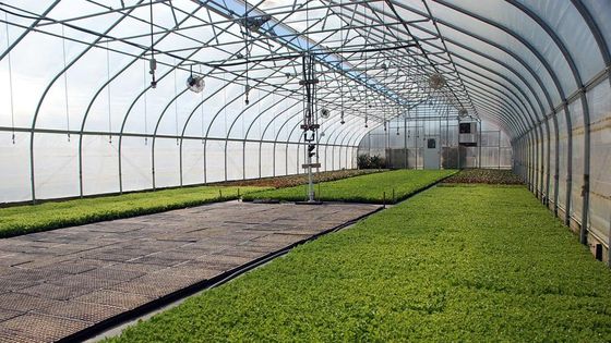 Landwirtschaft Gewächshauspflanzung Gemüse Früchte Einfachgewächshäuser