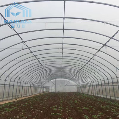 Landwirtschaft des Singlespan-Tunnel-Gewächshauses mit Bewässerung und wachsendem Wasserkultursystem